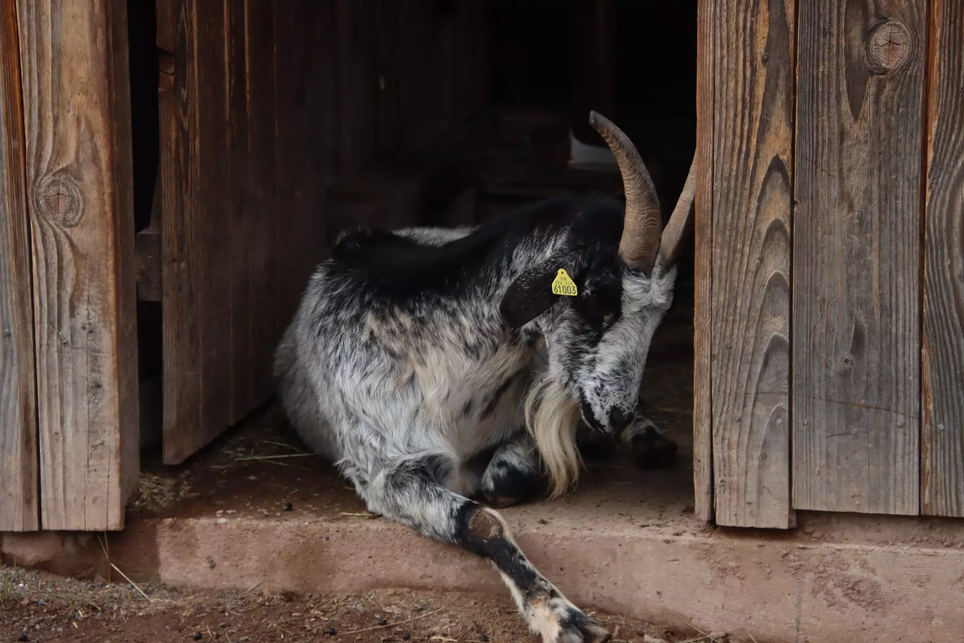 black and white goat lying on the doorway